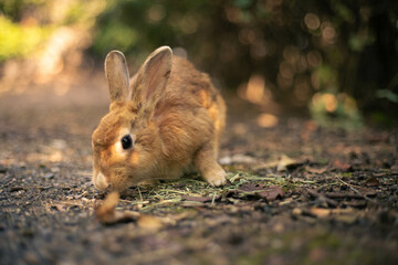 rabbit ウサギ　