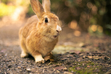rabbit ウサギ　