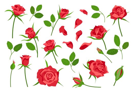 Cartoon rose flower elements, leaves, stem, petals and buds. Red blooming roses for bouquet decoration. Romantic floral symbol vector set