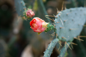 beautiful background blooming cactus pink flower. Pollination by a bee of a red cactus flower....