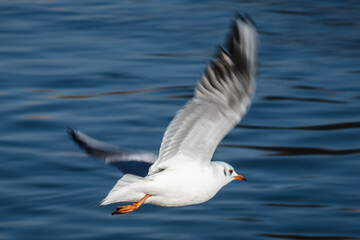 Möwe fliegt übers Wasser