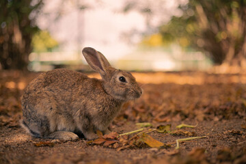 rabbit ウサギ　