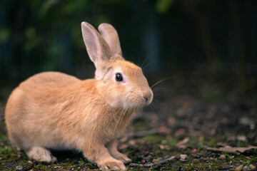 rabbit ウサギ　