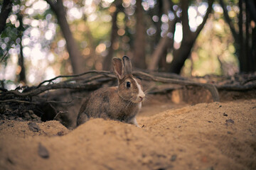 rabbit ウサギ　