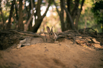 rabbit ウサギ　