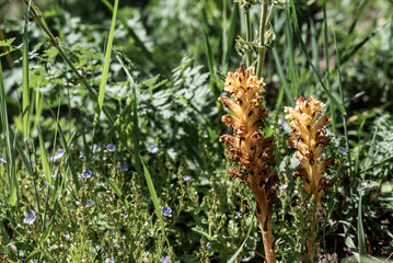 Große Sommerwurz in Frühlingswiese