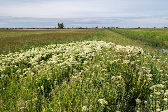 endlose Wiese mit wei&szlig;en Blumen im Vordergrund