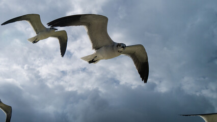 seagulls flying in the blue cloudy sky with sunbeems
