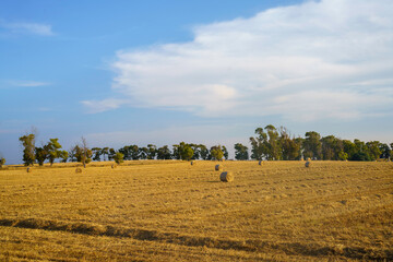 Rural landscape on Apulia between Ostuni and Brindisi - obrazy, fototapety, plakaty