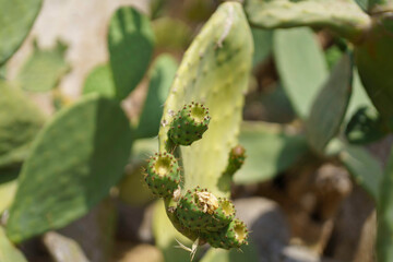Cactus pear at Santa Maria di Cerrate, abbey in Apulia