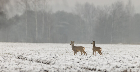 Winter landscape of roe deer herd © Aleksander Bolbot