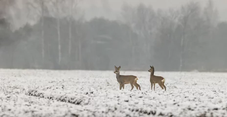 Foto op Canvas Winter landscape of roe deer herd © Aleksander Bolbot