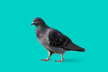 pigeon  walking on the ground isolated with a blue colored background