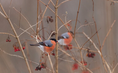 Eurasian Bullfinch(Pyrrhula pyrrhula)male on branch