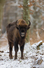 European Bison(Bison bonasus) young male