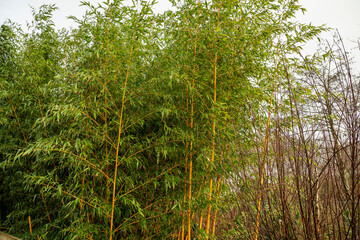 Young fresh growing bamboo trees in a park, Asian style decoration in a zoo. Rapid organic growth concept