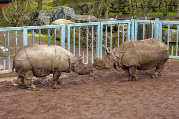 Pair of Indian Rhino face to face in a Zoo enclosure on a brown mud. Wild animal preservation for future generation concept. Beautiful beast with unique look