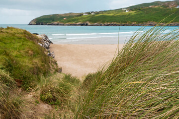 Tall grass and beautiful sandy Barley Cove Beach. Ocean and green fields in the background. County Cork, Ireland. Popular tourist location with long swim area and dunes.