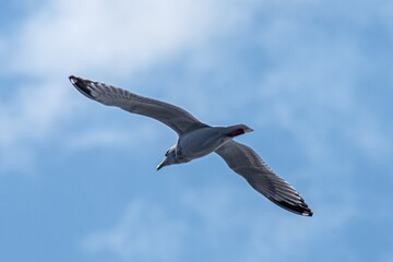 seagull in flight