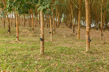 Rubber Tree plantation. Harvesting natural rubber in Laos.