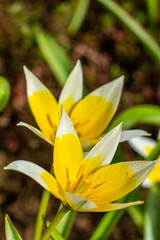 Yellow and White Tulip Tarda blossoming in garden on natural background