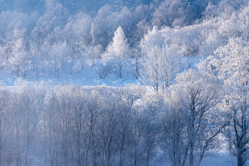 北海道の冬の風景　富良野市の樹氷