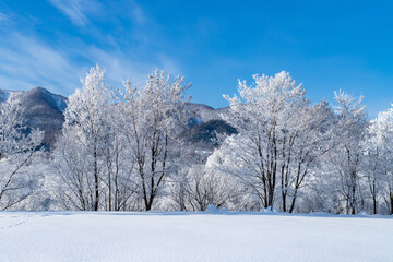 北海道の冬の風景　富良野市の樹氷