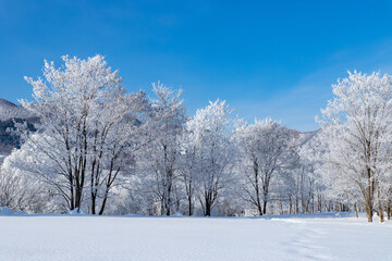 Fototapeta na wymiar 北海道の冬の風景　富良野市の樹氷