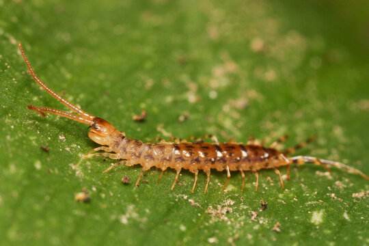 Lithobiomorpha is an order of centipedes