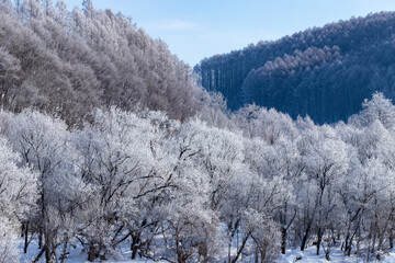 北海道の冬の風景　富良野市の樹氷