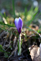 Crocus