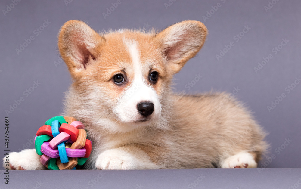 Sticker cute puppy and dog toy, welsh corgi