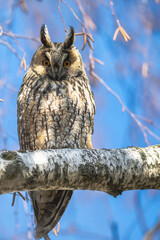 asio otus