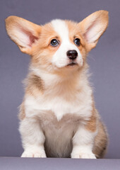 dog looks welsh corgi breed