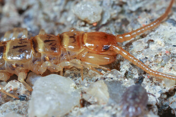Detail of the head of a Lithobius 