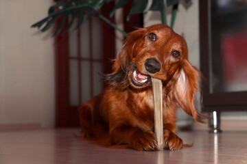 A red dog of the long-haired dachshund breed, lying on the floor of the room, nibbles a tendon bone...