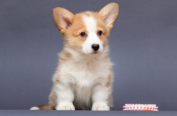 red welsh corgi puppy, canine, funny, dog, animal, puppy, pet, white, breed, domestic, small, studio, background, cute, young, portrait, isolated, adorable, red, welsh corgi, mammal, happy, fun, corgi