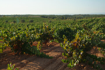 Fototapeta na wymiar Viñedos integrados en la D.O Utiel-Requena, comarca situada en la zona oeste de la provincia de Valencia.