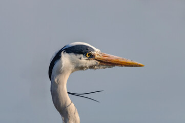 great blue heron