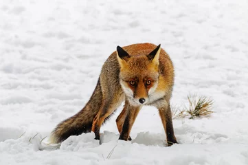 Foto auf Acrylglas fox in the snow © Nora