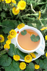 Fresh spring coltsfoot flowers, tea cup with ladybug close up in garden, green natural background. Healing herbal infusion with Medicinal plant Coltsfoot, Tussilago farfara. top view