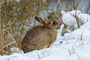 rabbit in the snow