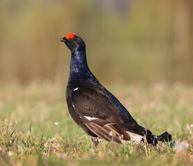 Male Black grouse on the lek