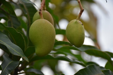 green pears on tree