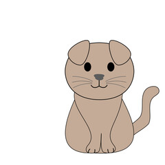 A Scottish fold cat with a white background 