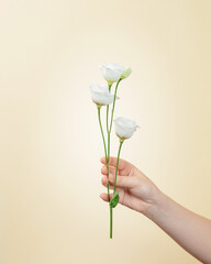 hand holding white flower