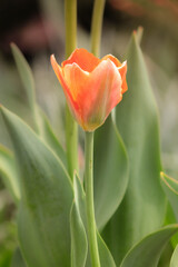Naklejka premium red tulip in the garden