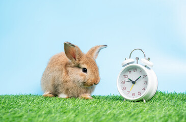 A furry and fluffy cute Black rabbit is sitting on Green grass and blue background and cleaning the front legs besides the white clock. Concept of rodent pet and easter.