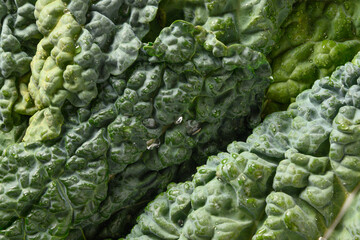 Obraz premium Leaf of popular tuscan kale salad as background. Eco organic food. Top view. Natural greens texture.