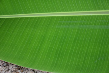 Banana leaf. green background. banana texture.